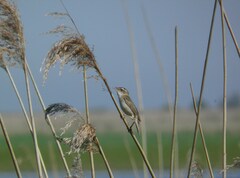 Acrocephalus schoenobaenus