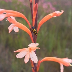 Ceroctis capensis