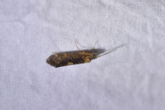 Hydrobiosidae
