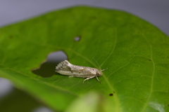 Tingena hemimochla