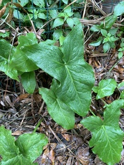 Arum italicum