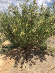 Gomphocarpus tomentosus