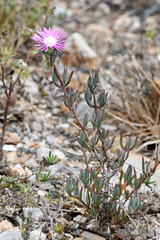 Lampranthus algoensis