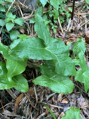 Arum italicum
