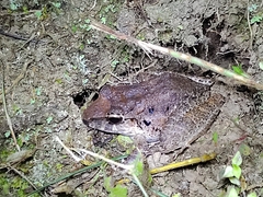 Craugastor crassidigitus