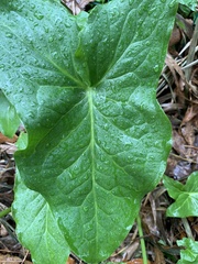 Arum italicum