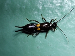Forficuloidea