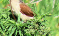 Centropus superciliosus burchellii