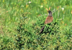 Centropus superciliosus burchellii
