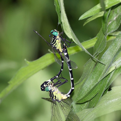 Austrogomphus amphiclitus