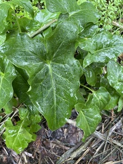 Arum italicum