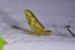 Ichthybotus hudsoni