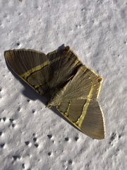 Phrygionis privignaria