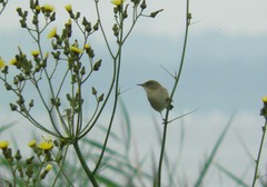 Acrocephalus palustris