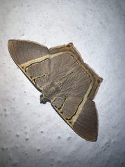 Phrygionis privignaria