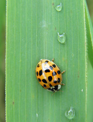 Harmonia axyridis