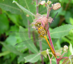 Sympetrum sanguineum