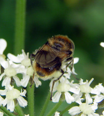Cheilosia illustrata