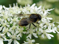 Cheilosia illustrata