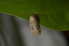 Barea exarcha