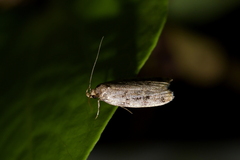 Barea exarcha