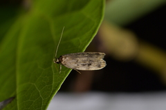 Barea exarcha