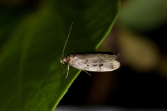 Barea exarcha