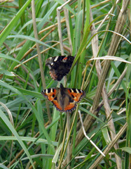 Aglais urticae