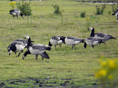 Branta leucopsis