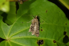 Barea exarcha