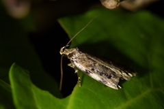Barea exarcha