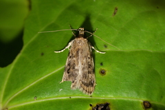 Barea exarcha