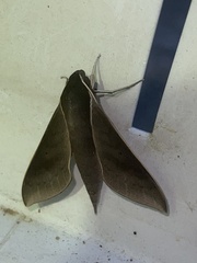 Xylophanes porcus