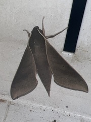 Xylophanes porcus