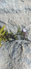 Teedia lucida