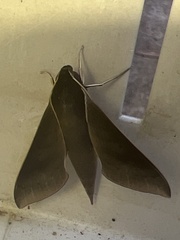 Xylophanes porcus