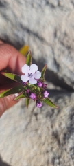 Teedia lucida