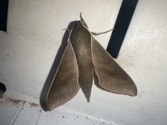 Xylophanes porcus