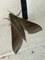 Xylophanes porcus