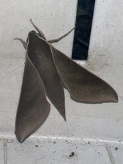 Xylophanes porcus