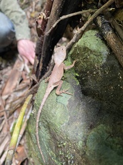 Lophosaurus spinipes