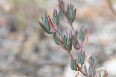 Lampranthus algoensis