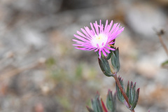 Lampranthus algoensis