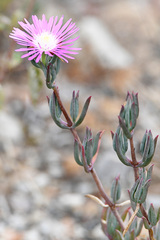 Lampranthus algoensis