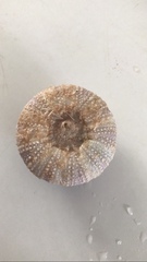 Tripneustes ventricosus