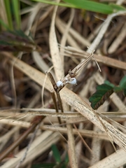 Scleria novae-hollandiae