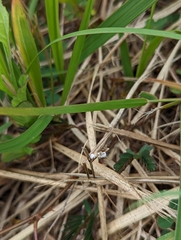 Scleria novae-hollandiae