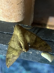 Pachylioides resumens