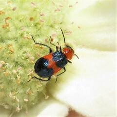 Dicranolaius cinctus