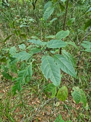 Clerodendrum floribundum